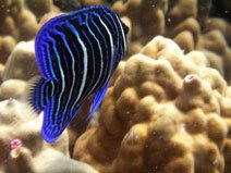 Angel Fish open water course Koh Samui