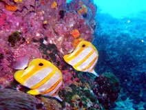 Baaked Coral Fish