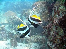 Banner fish