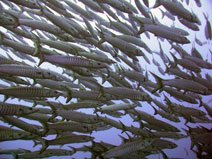 Chevron Baracuda