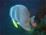 Bat fish
