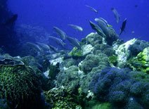 Fledermausfische Sail Rock