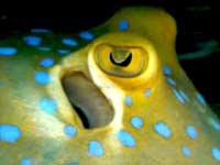 Blue Spotted Stingray