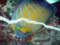 Blue Ringed Angel Fish