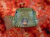 Boxfisch