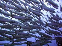 Barrakudas in Chumphon Pinnacle Koh tao