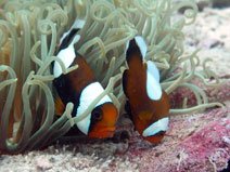 Clownfisch tauchen in Koh Tao