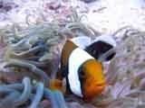 Claunfisch