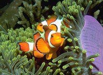 Clownfisch in Koh Tao