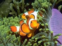 Clownfisch tauchen in ko tao