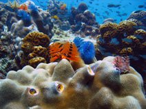 Coral Reef at Ko Tao