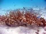 Stag Horn Corals