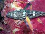 Groupper