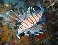 Federfeuerfisch Koh tao