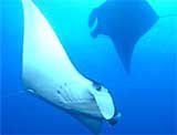 Mantas