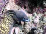 Moray Eel