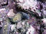 Moray Eel