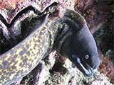 Moray Eel