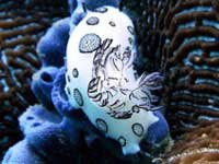 Nacktschnecke tauchen in Ko Tao