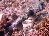 Porcupine Fish