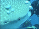 click for short video featuring Chumpone Pinnicale