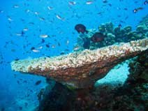 Tabel_Coral