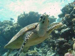 Turtle in tao dive sites