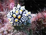 Wart Slug