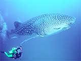 Whales Shark