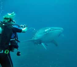 Taking picture of whaleshark