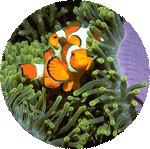 Clown fish