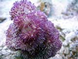 Soft Coral