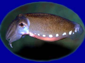CUTTLE FISH