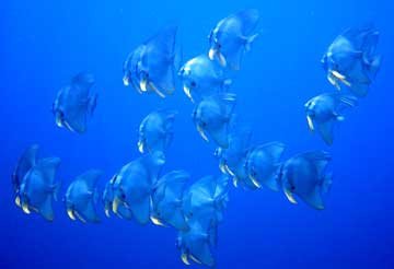 diving in Koh Samui  Batfish