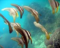 batfishscuba diving chumphon pinnacle