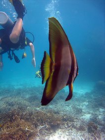 Fledermausfisch Tauchen in Sail Rocl