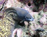 Morey Eel