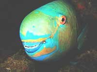 parrot fish