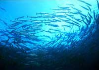 schooling barracuda diving koh tao