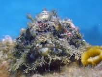 Skorpionfisch Tauchen in Chumphon pinnacle