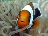 Claunfisch