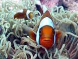 Clown Fish "Nemo"