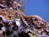 Sepias