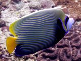 Kaiserfisch