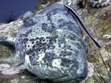 Gigant Groupper