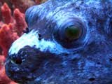 Kofferfisch