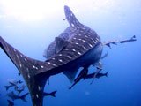 Whales Shark