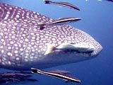 Whales Shark