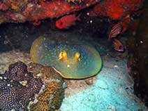 BLUE SPOTTED STINGRAY