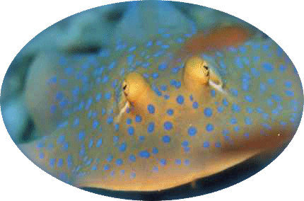 Stachelrochen